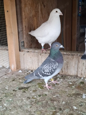 Porumbei voiajori inelați - imagine 3