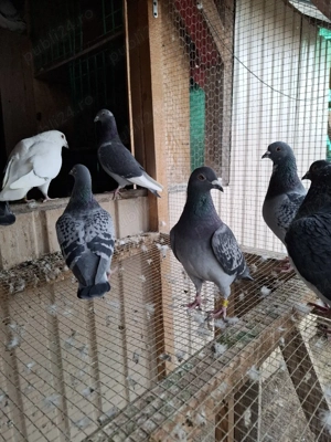 Porumbei voiajori inelați - imagine 5