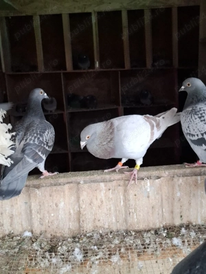 Porumbei voiajori inelați