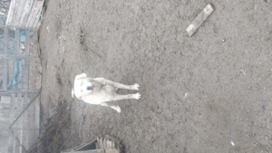 Vand caine  bun de oi