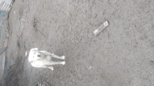 Vand caine  bun de oi - imagine 2