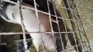 Vand 2 scrofițe in jur de 80kg - imagine 2