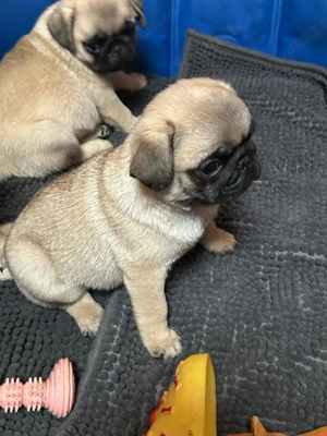 pui mops pug  - imagine 2