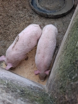 Vând grasuni  - imagine 2