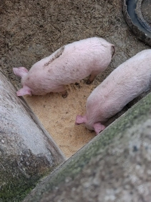 Vând grasuni  - imagine 3