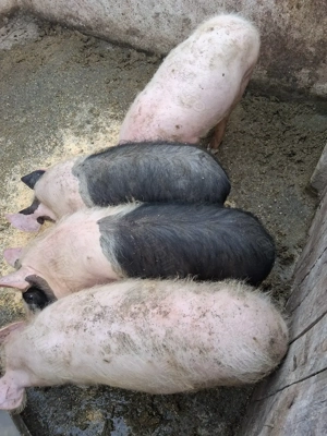 Vând grasuni  - imagine 4