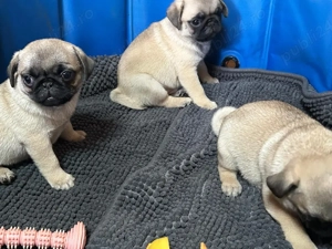 pui mops pug  - imagine 3