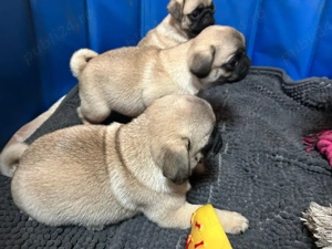 pui mops pug  - imagine 4