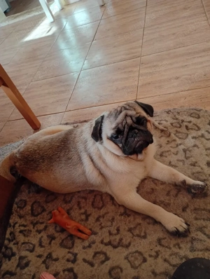 pui mops pug  - imagine 5