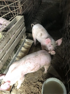 Vand Purcei - imagine 4