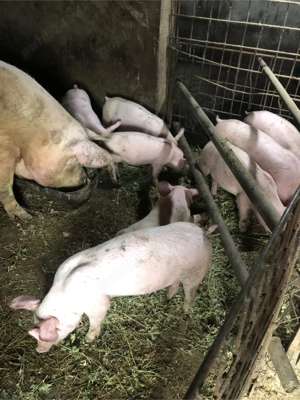 Vand Purcei - imagine 2