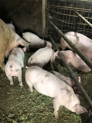 Vand Purcei - imagine 3