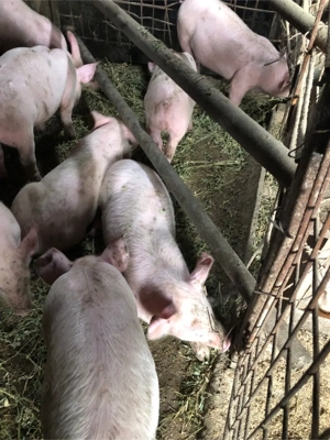 Vand Purcei - imagine 5