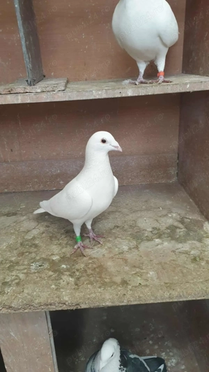 Ocazie! Vand 2 masculi voiajori albi sport, 2023, stare impecabila! - imagine 3