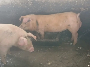 Vand vier duroc - imagine 2