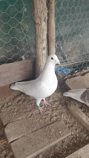 Ocazie! Vand 2 masculi voiajori albi sport, 2023, stare impecabila! - imagine 2