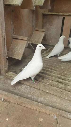 Ocazie! Vand 2 masculi voiajori albi sport, 2023, stare impecabila! - imagine 4