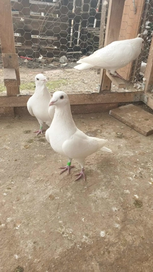 Ocazie! Vand 2 masculi voiajori albi sport, 2023, stare impecabila! - imagine 5