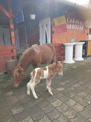 Poneița cu mînzuț