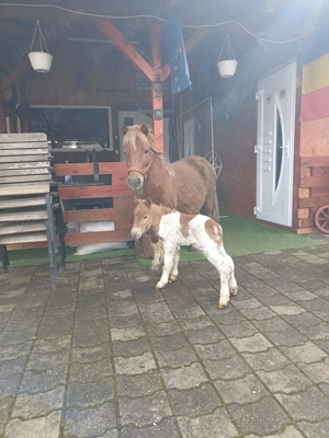 Poneița cu mînzuț - imagine 2