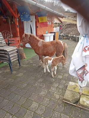 Poneița cu mînzuț - imagine 4