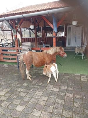 Poneița cu mînzuț - imagine 3