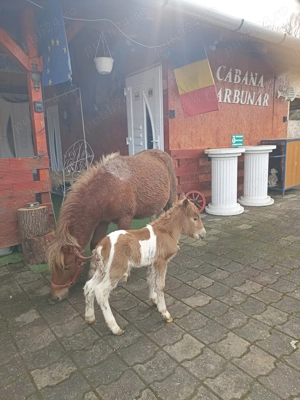 Poneița cu mînzuț - imagine 5