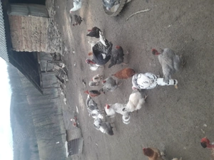 Pasari de vanzare - imagine 2