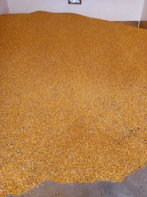 Vand porumb Sibiu-Altina - imagine 2