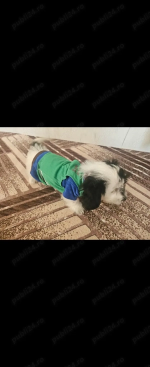 Donez cățel bichon 