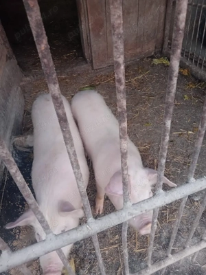 Purcei de 30 de kg - imagine 3