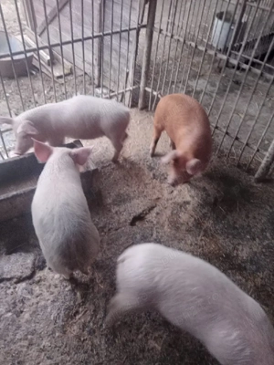 Purcei de 30 de kg - imagine 2