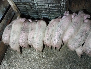 Vând purceii de 9 săptămâni 