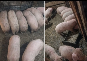 Vând purceii de 10 săptămâni  - imagine 3