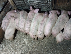 Vând purceii de 10 săptămâni  - imagine 2