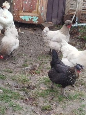 Vand familie de motate 