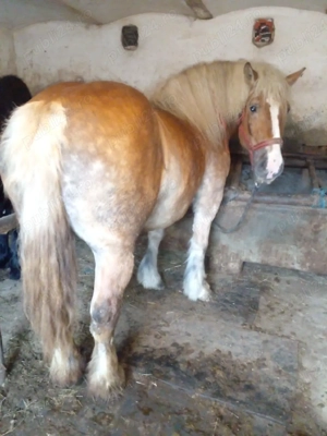 iepe de vanzare - imagine 2