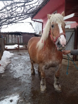 iepe de vanzare - imagine 5