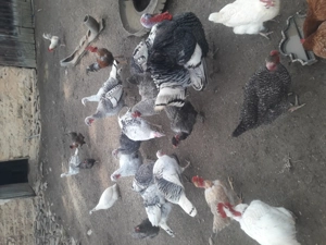 Pasari de vanzare - imagine 3