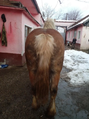 iepe de vanzare - imagine 4