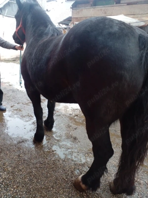 iepe de vanzare - imagine 3