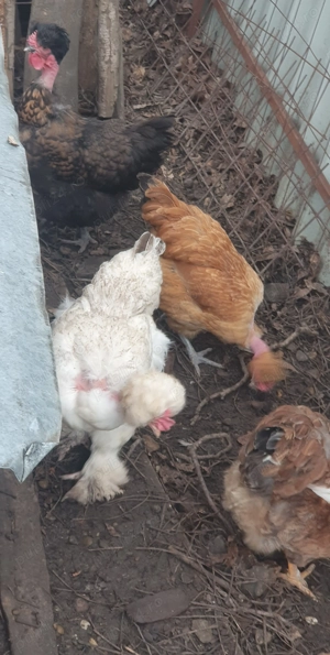 Oua incubat gaini motate, încălțate, barboase. - imagine 3