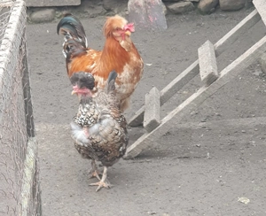 Oua incubat gaini motate, încălțate, barboase. - imagine 2