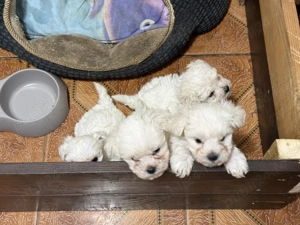 Se vinde pui bichon maltez 