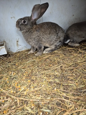 Iepuri disponibili 2 masculi  - imagine 2