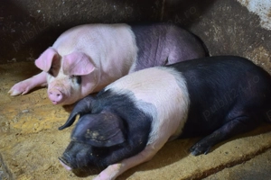vand porci rasa bazna