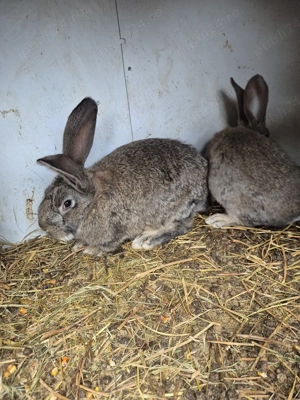 Iepuri disponibili 2 masculi  - imagine 3