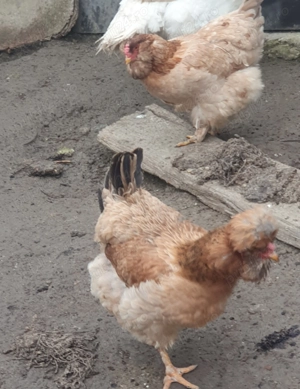 Oua incubat gaini motate, încălțate, barboase. - imagine 4