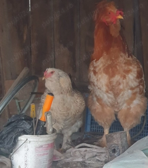 Oua incubat gaini motate, încălțate, barboase. - imagine 5