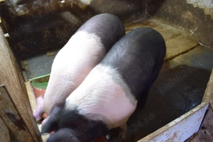 vand porci rasa bazna - imagine 3